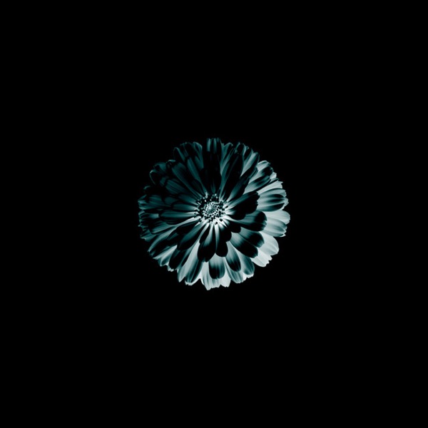 Marigold cover art